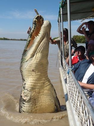 Illustration for article titled Crocodile vs. Shark: Now We Know